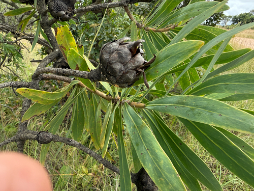 African sugarbush