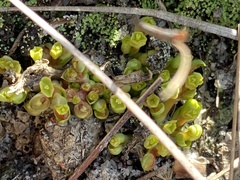 Euphorbia ipecacuanhae