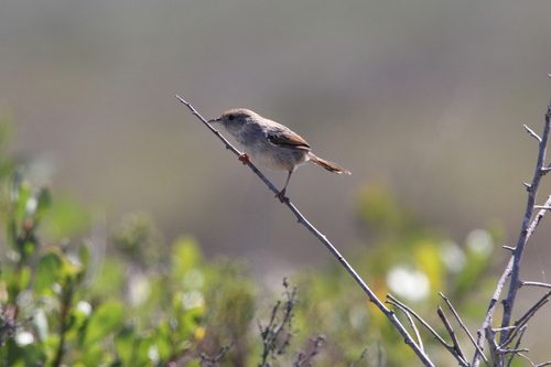 Grey-backed Cisticola (Cisticola subruficapilla), photo 6