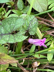 Ipomoea setifera, photograph author not stated, no rights reserved