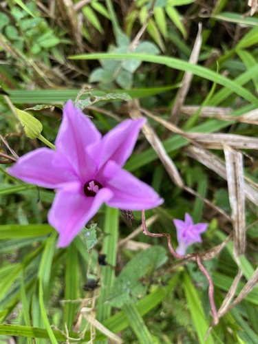 Bejuco-de-Puerco (Ipomoea setifera)