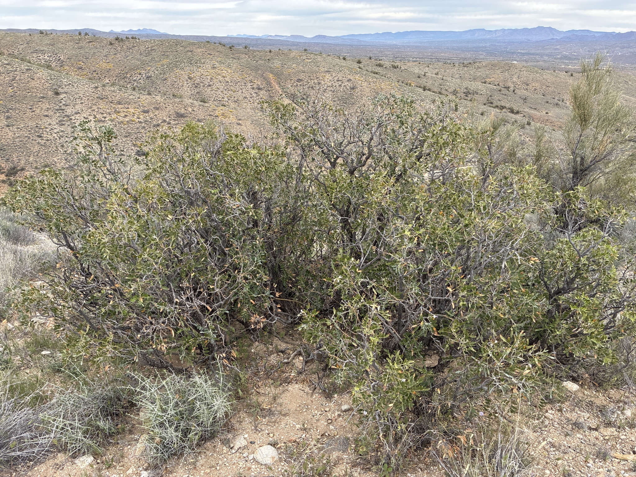 Arizona Necklace (Dermatophyllum arizonicum)