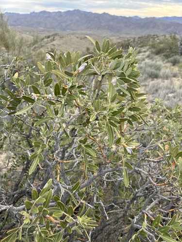Dermatophyllum arizonicum, photograph 1