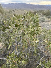 Dermatophyllum arizonicum, photograph author not stated, no rights reserved