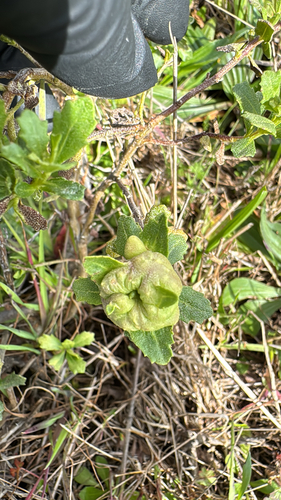 Unknown species found near Sonoma Coast State Beach, Sonoma County, US-CA, US