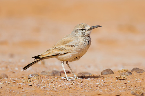 Alondra ibis (Alaemon alaudipes)