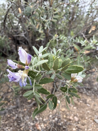 Dermatophyllum arizonicum, photograph 2