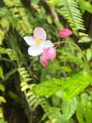 Corazón de Poeta (Begonia decandra)