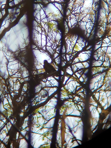 Wahlberg's Eagle