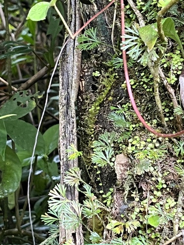 peltate tonguefern (Elaphoglossum peltatum)