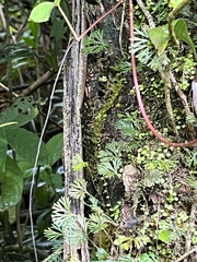 Elaphoglossum peltatum, photograph author not stated, no rights reserved