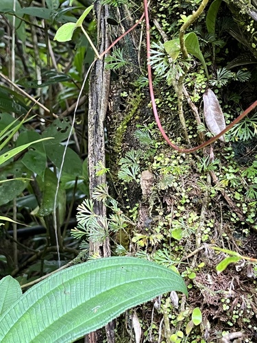 Elaphoglossum peltatum, photograph 6