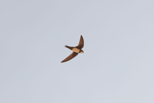 Alpine Swift (Tachymarptis melba), photo 5