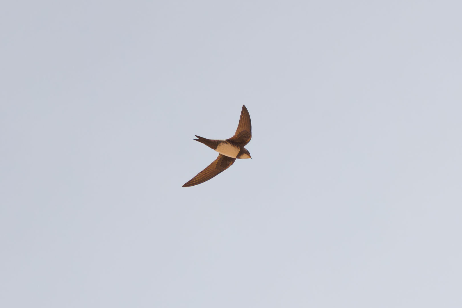 Alpine Swift (Tachymarptis melba), photo 5