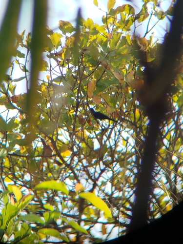 Neumann's Starling