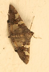 Glyphodes cosmarcha