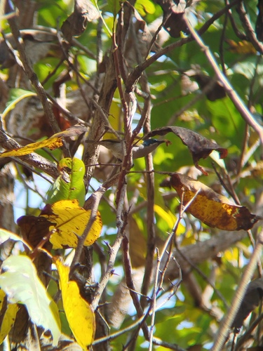 Green-headed Sunbird