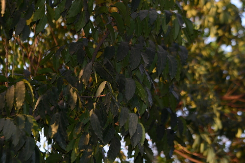 Swietenia macrophylla