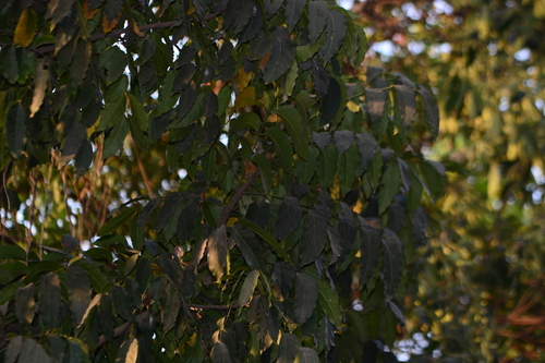Swietenia macrophylla