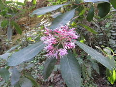 Fuchsia arborescens