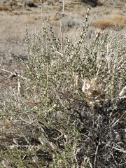 Tetradymia