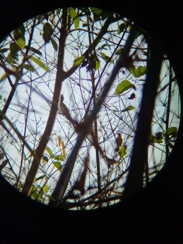 African Gray Hornbill