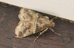 Orthaga atribasalis
