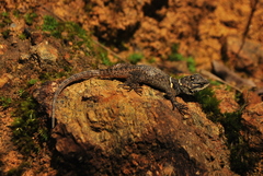 Sceloporus aureolus