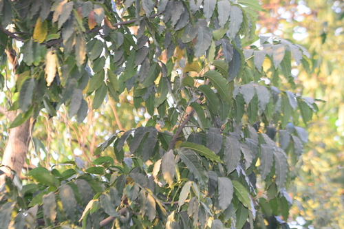 Swietenia macrophylla