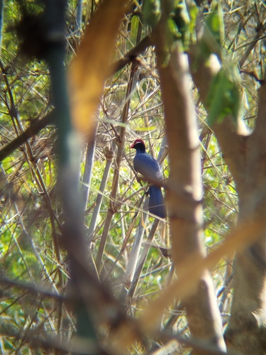 Violet Turaco