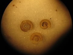 Discus whitneyi