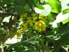 Rumfordia floribunda