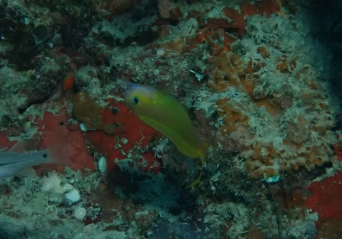 Midas Combtooth Blenny — seen at this dive site