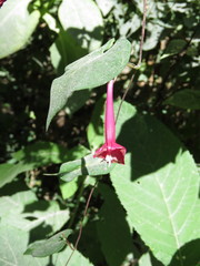 Ipomoea tubulata