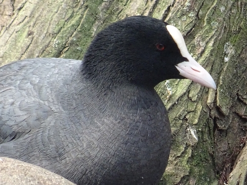 Avistamiento Fulica atra