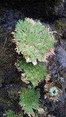 Selaginella pilifera