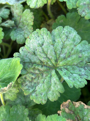Coleroa circinans, 2026-03-09