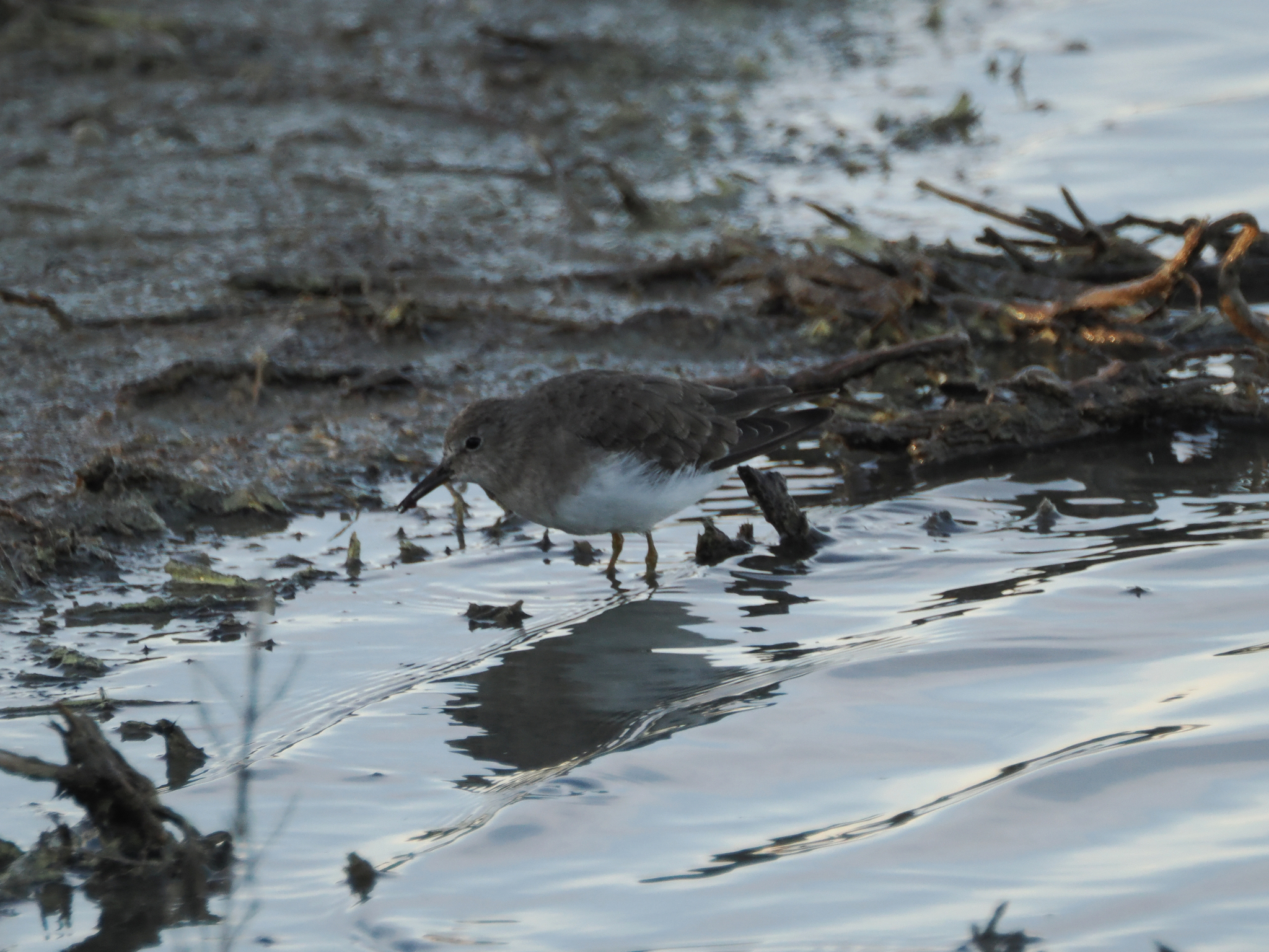 Temminck's Stint (Calidris temminckii), photo 9