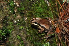 Hyla euphorbiacea