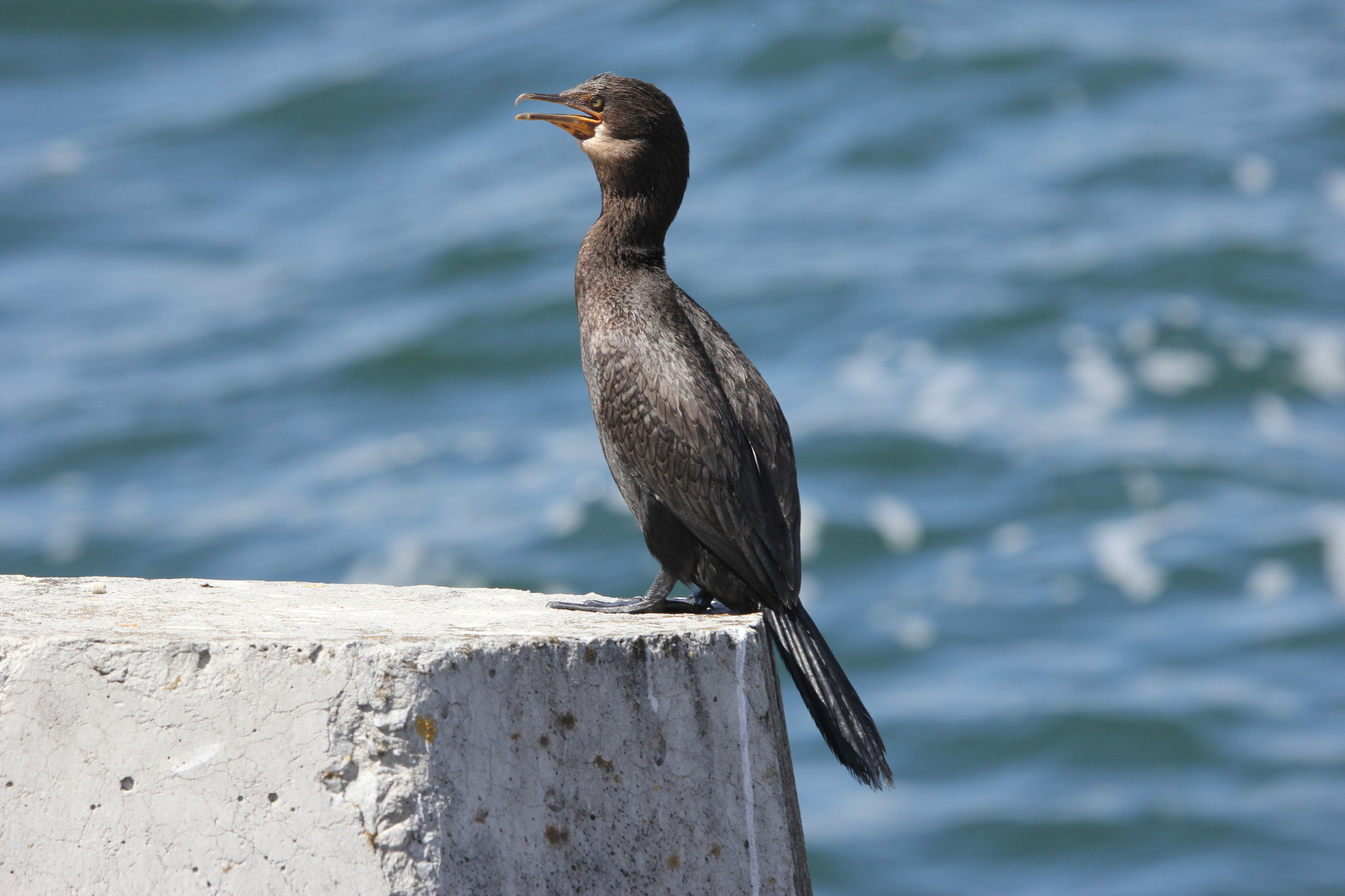 Crowned Cormorant (Microcarbo coronatus), photo 2