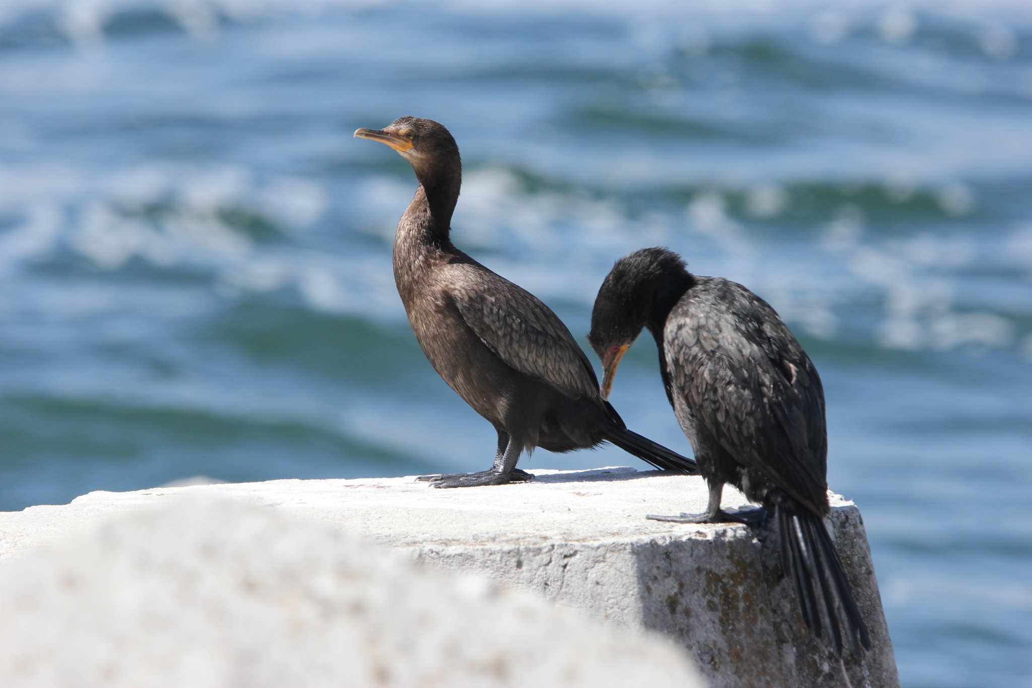 Crowned Cormorant (Microcarbo coronatus), photo 4