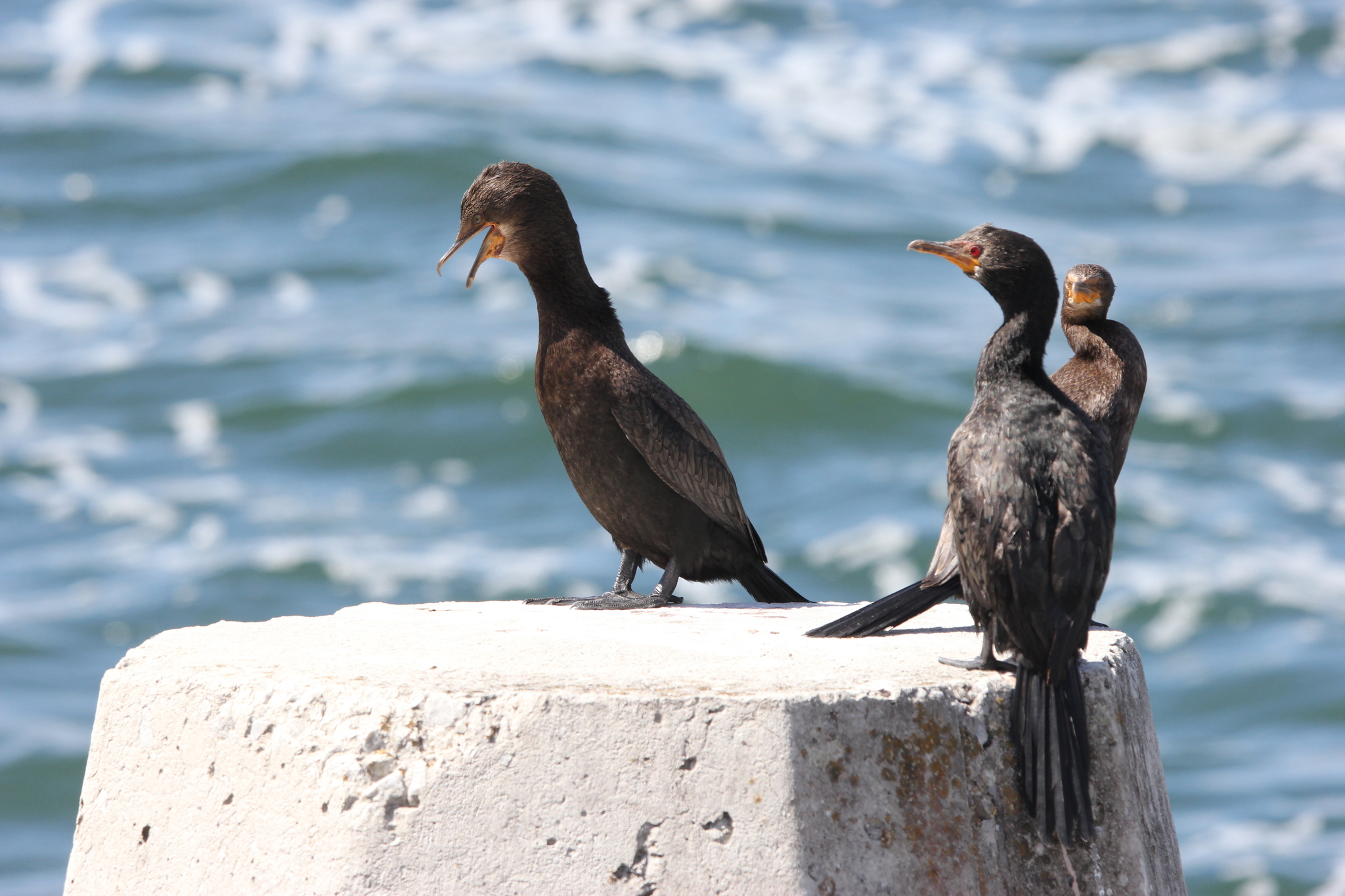 Crowned Cormorant (Microcarbo coronatus), photo 3