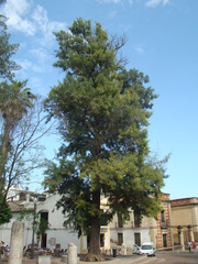 Casuarina equisetifolia