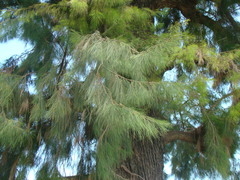 Casuarina equisetifolia