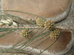 Casuarina equisetifolia