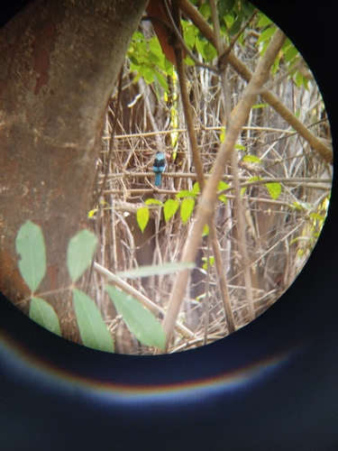 Blue-breasted Kingfisher