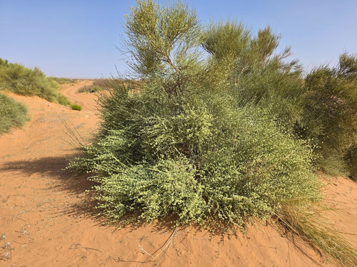 White Shrubby Horsetail (Ephedra alata)