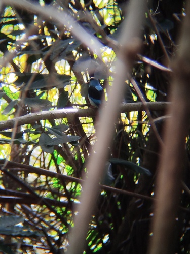 Blue-breasted Kingfisher