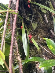 Maxillaria coccinea, photograph author not stated, no rights reserved