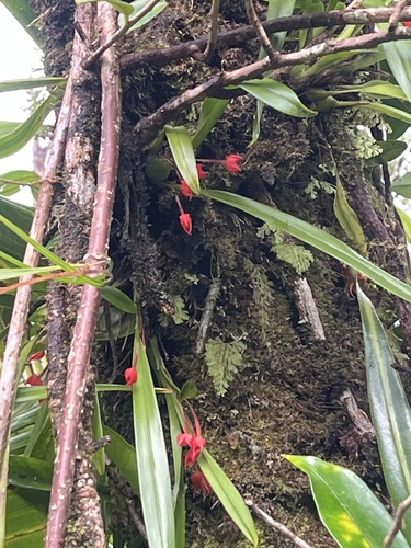 Maxillaria coccinea, photograph 5